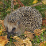 Erinaceus_europaeus_LC0119