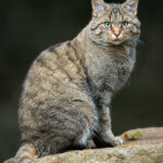 Felis_silvestris_silvestris_Luc_Viatour