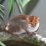 Flat-headed_cat_1_Jim_Sanderson