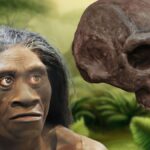 Homo floresiensis is a species of hominin that was found on the island of Flores, Indonesia, between about 190,000 and 54,000 years ago