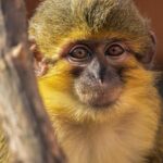 Little,Funny,Gabon,Talapoin,Also,Known,As,The,Northern,Talapoin,