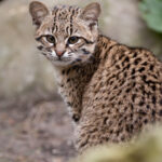 Geoffroy’s_cat,_female