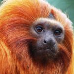Golden-lion-tamarin-Leontopithecus-rosalia-Marwell-Zoo-paul-rollison-2