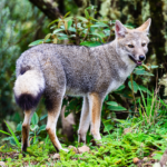 Graxaim_(Pseudalopex_gymnocercus)_3_(cropped)