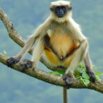 Gray_langur_(Semnopithecus)_by_Shantanu_Kuveskar