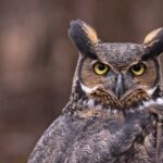 Great-horned-owl-Shutterstock_1.jpg.aspx_-768×555
