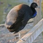 Trubač agami Grey-winged_Trumpeter_(Psophia_crepitans)_RWD