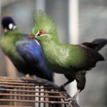 Guinea_Turaco_Tauraco_persa