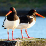 Haematopus_ostralegus_Norway