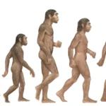 Homo-species-debates-human.jpg