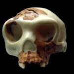 Homo_antecessor_reconstruccion1.9eb6ecd.width-1600.1dd4d14