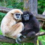 Hylobates_lar_pair_of_white_and_black_01