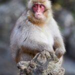Juveniler_Japanmakak_(Macaca_fuscata)_im_Jigokudani_Yaen_Kōen