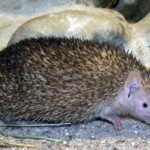 Kleiner-igeltanrek-a