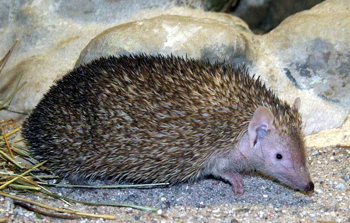 Bodlín telfairův