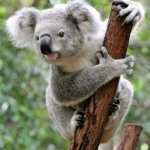 Koala.jpg