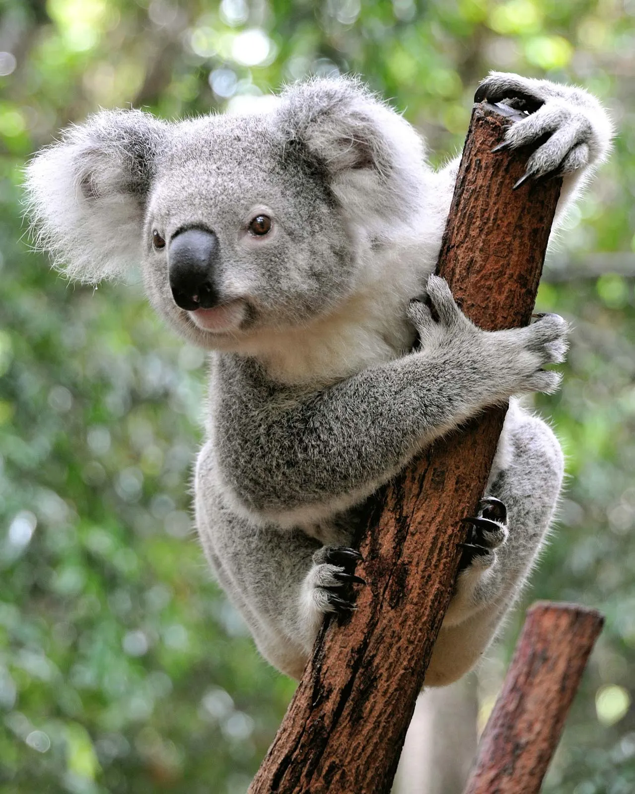 Koala medvídkovitý