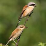 Lanius_collurio_2_(Martin_Mecnarowski)