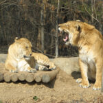 Liger_couple