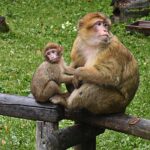 Macaca_sylvanus.Mother_and_baby