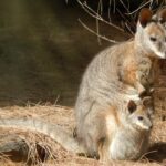 Macropus_eugenii_136251237
