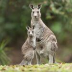 Macropus_giganteus_-_Brunkerville