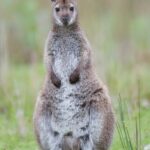 Macropus_rufogriseus_rufogriseus_Bruny