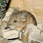 Macroscelides._proboscideus.6869