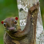 Letucha malajská Malayan-colugo-Galeopterus-variegatus.jpg