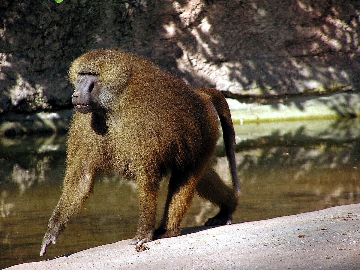 Pavián guinejský