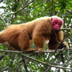 Male_uakari
