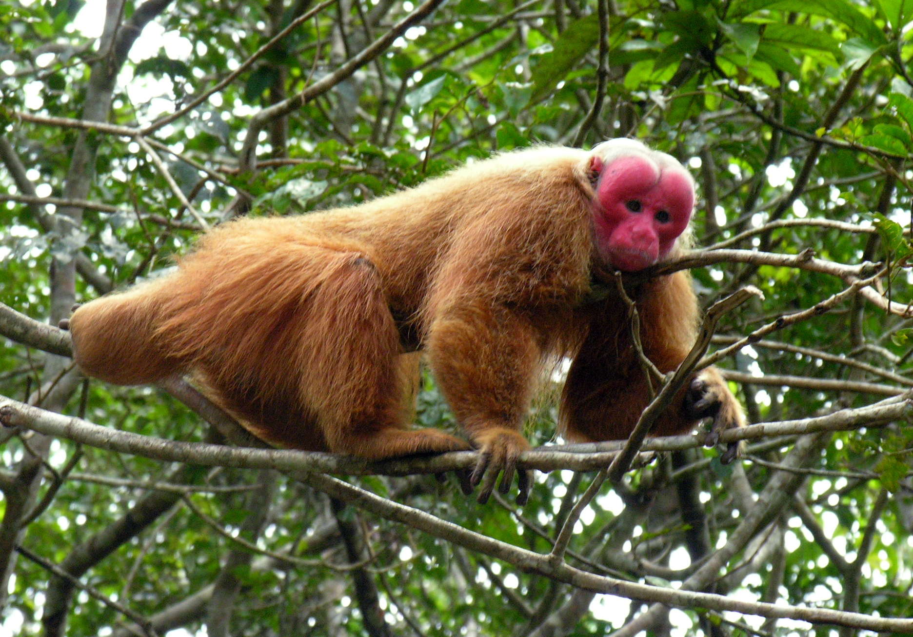 Uakari šarlatolící