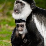 Mantelaffe-mit-Baby-Zoo-Muenster