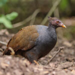 Megapodius-reinwardt-by-Artur-Tomaszek-Source-iNaturalist