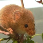 Micromysminutus1