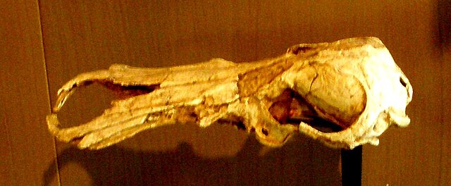 Obdurodon insignis