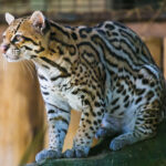 Zooparque – Itatiba/SP