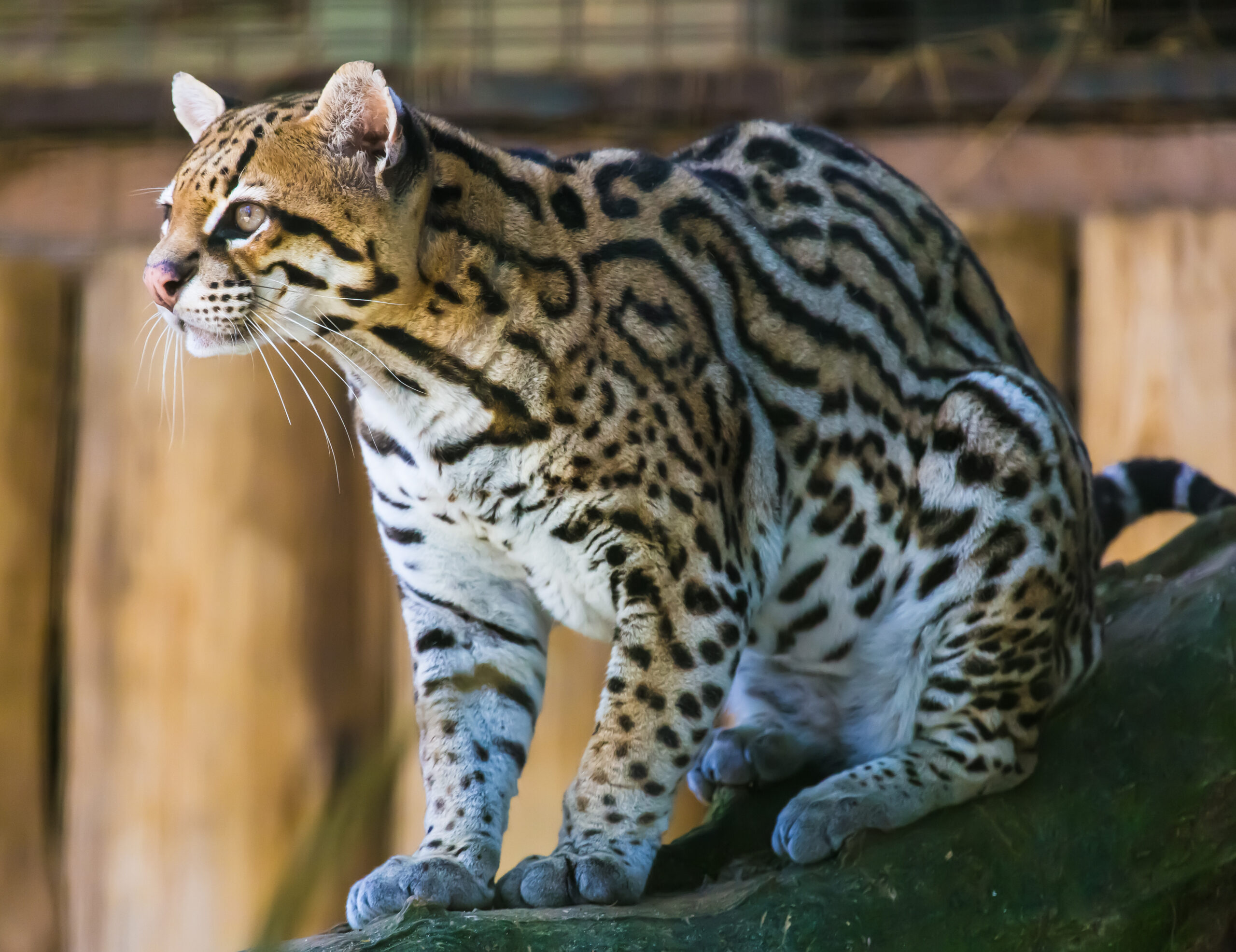 Ocelot velký