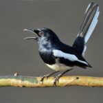 Oriental_Magpie_Robin_(Copsychus_saularis)-_Male_calling_in_the_rain_at_Kolkata_I_IMG_3746