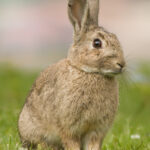Oryctolagus_cuniculus_Tasmania_2_(cropped)