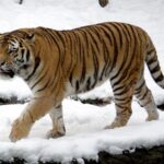 Tygr sibiřský P.t.altaica_Tomak_Male