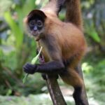 Panama_spider_monkey,_Costa_Rica