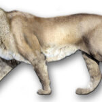 PantheraLeoAtrox1