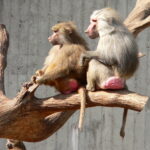 Papio_hamadryas_pair