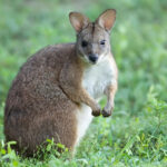 Parma_wallaby2