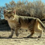 Persian_sand_CAT