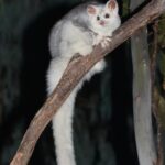 Petauroides_volans