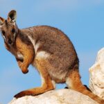Petrogale_xanthopus_-_Monarto_1