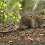 Photo-01-NorwayRat_Heidi