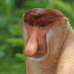 Proboscis_monkey_(Nasalis_larvatus)_male_head